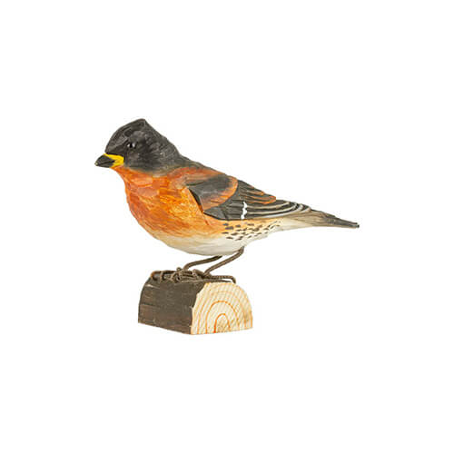 Bergfink - Brambling