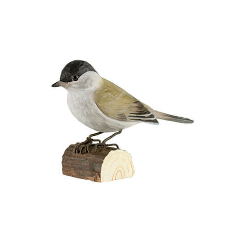 Mönchsgrasmücke - Blackcap Mönchsgrasmücke - Blackcap