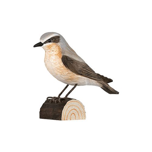 Steinschmätzer - Northern Wheatear Steinschmätzer - Northern Wheatear