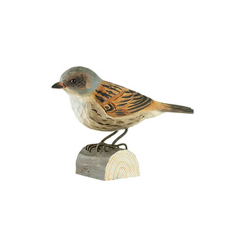 Heckenbraunelle - Dunnock