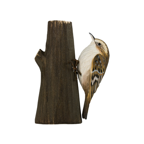 Waldbaumläufer - Common Treecreeper Waldbaumläufer - Common Treecreeper