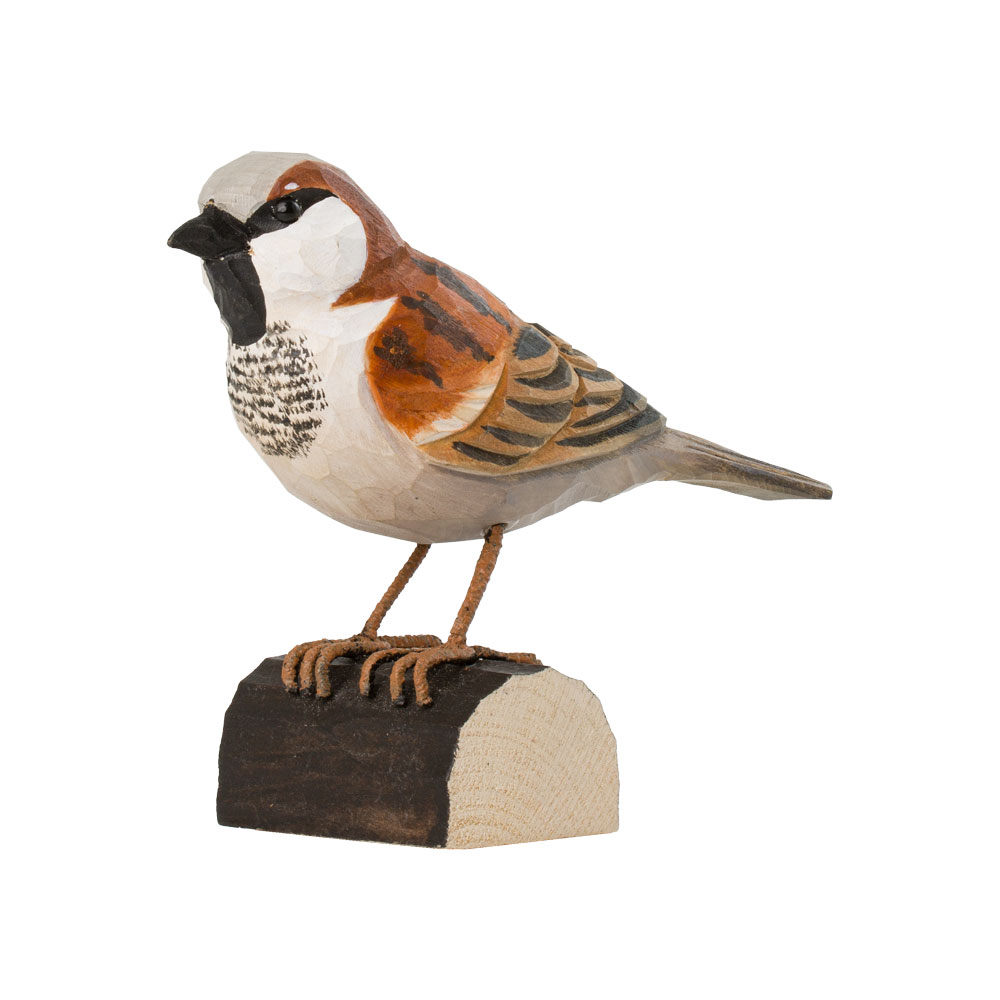 Haussperling - House Sparrow